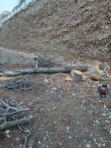 дрова фруктовые: Дрова