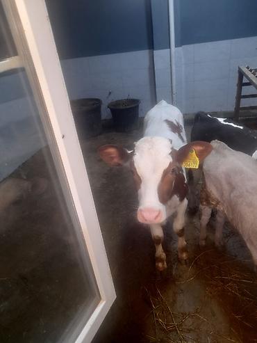 satdiq danalar: Satılır: Dana və inək heyvanları cem ve tek tek satilir real musderi — 5