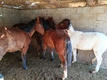 ит кыргыз добот: Продаю | Жеребенок | Рабочий