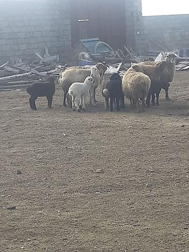 Qoyunlar, qoçlar: Salam 10 ana 10 bala balalar 2 aylıqdı analarda bordag heyvanlardı — 6