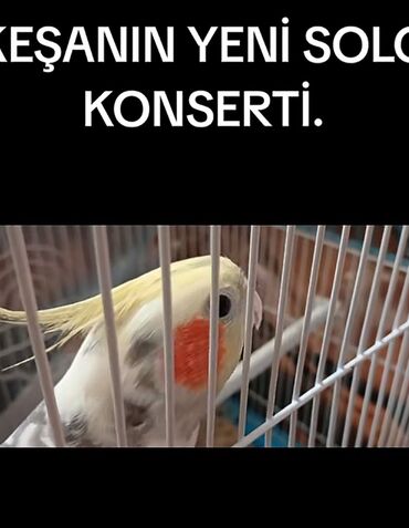 Tutuquşları: Məhsul: KORELLA tutuquşusu (Cockatiel) Təsvir: - Ağ-boz bədən rəngi — 2