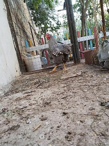 heyvan alqi satqisi: 4ay yarimliq erkek amroks.temiz qandir.hecbir problemi yoxdu.coxdu — 3