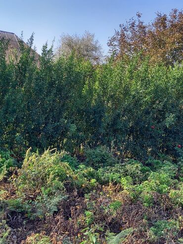 mixek gulunun adi: Məhsul: Nar kolu (sasna/çit üçün sıx əkilmiş nar plantasiyası)
