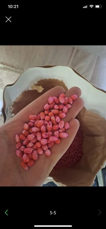 тюк сена цена бишкек: Продаю семена кукурузы будан производство Казахстан ЗПСК 704 гибрид