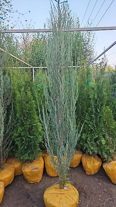 Семена газона: Газонные семена и почвосмеси для газона - Марки: Green Field — 8