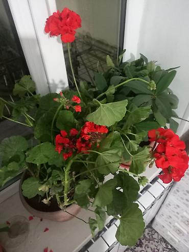 продаю перец: Герань (пеларгония зональная) в кашпо - Яркие алые соцветия на — 3