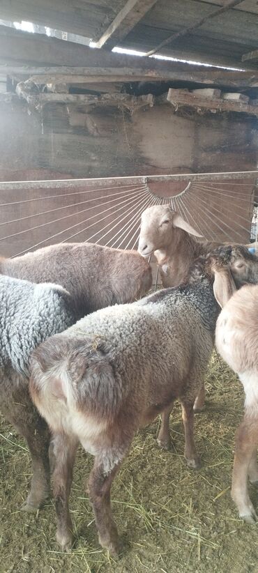 Бараны, овцы: Продаю | Баран (самец) | Полукровка | Осеменитель — 7