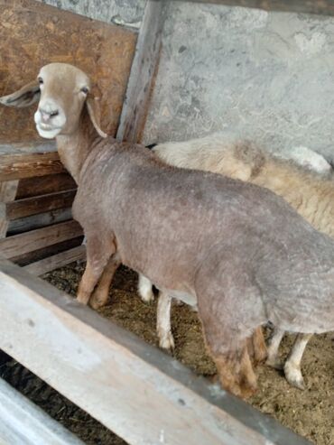Бараны, овцы: Продаю | Овца (самка) | Арашан | Для разведения | Матка