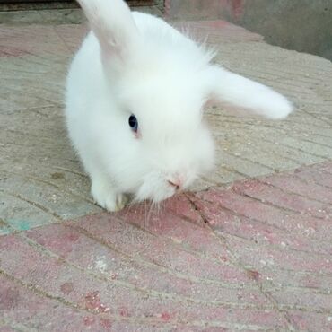 сколько стоят маленькие собаки: Holland lop dovşanları 2 Bala 3 böyük 2 erkək 1 dişi. Bala biri 15