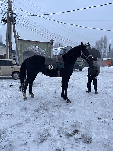 Лошади, кони: Продаю | Конь (самец) | Конный спорт | Племенные — 11