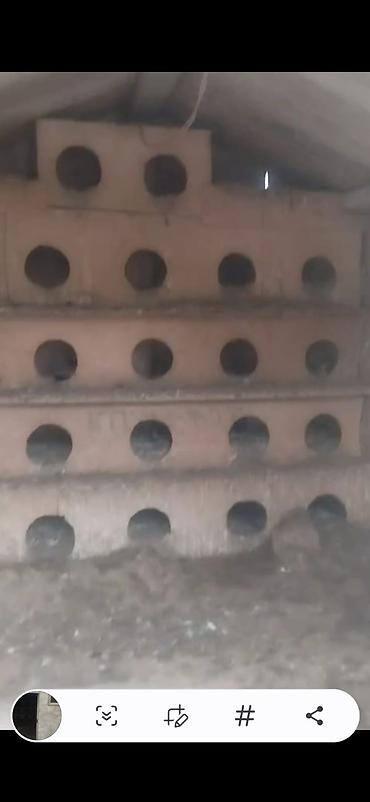 Göyərçinlər: Quş damılar satılır — 6