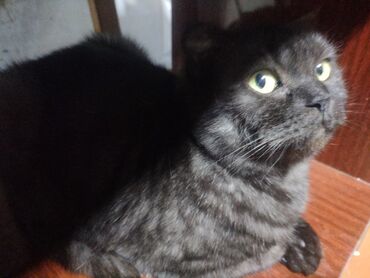 Продажа кошек: Ангорская, 10 месяцев, Девочка, Белый, Приучена к лотку — 8