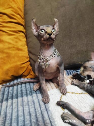 Pişiklər: Sfinks, Erkək, Dişi — 8