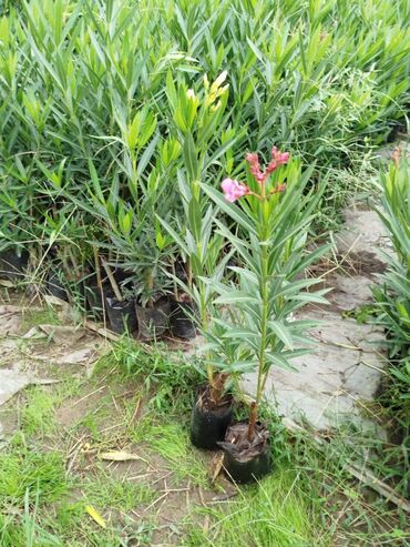 Ağaclar: Dekorativ agaclar — 7