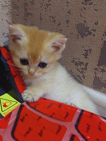 Pişiklər: Qızıl şinşilla, Erkək, Dişi, Yaxşı əllərə, Ünvandan götürmə -da lalafo.az — 22 Pişiklər: Qızıl şinşilla, Erkək, Dişi, Yaxşı əllərə, Ünvandan götürmə — 22