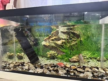 Akvariumlar: Dördbucaq akvarium, Balıqlarla birlikdə, 35 l, Ünvandan götürmə — 2