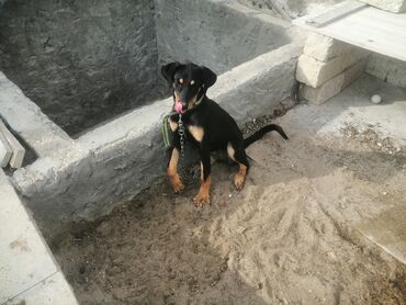 coban iti satiram: 8 ay, Dişi, Ünvandan götürmə lalafo.az -da coban iti satiram: 8 ay, Dişi, Ünvandan götürmə