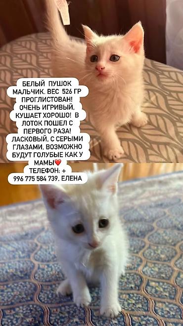 бархатные котята: 2 месяца, Мальчик — 3