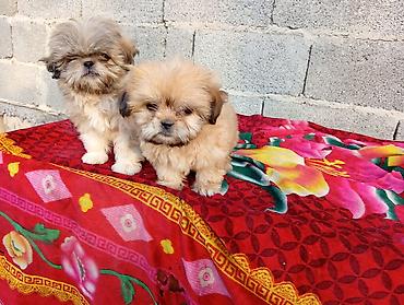 İtlər: Pekines, 2 ay, Erkək, Ödənişli çatdırılma -da lalafo.az — 13 İtlər: Pekines, 2 ay, Erkək, Ödənişli çatdırılma — 13