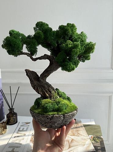 Декоративные цветы: Мини-дерево Бонсай из живого стабилизированного мха 🌿 ✅Цены указаны — 29