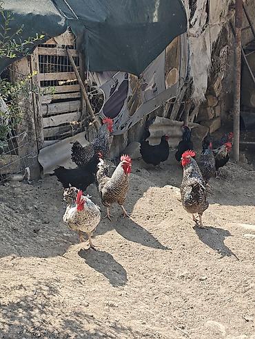 Digər kənd təsərrüfatı heyvanları: Xarkov xoruzlardir. Minimum 2.5 maksimum 4.2 4.5 çəkiləri var. Diri — 5