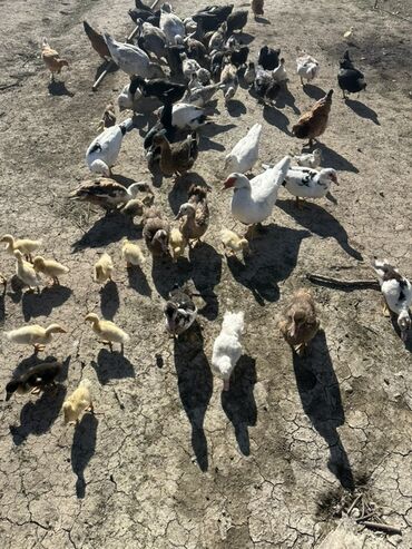 сколько стоит золотой ретривер: Salam Aleykum Satılır Ördək Qaz Ördək Cücəsi Toyoq 36 Ədəd Lal Ördək