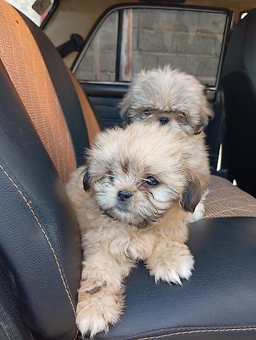 İtlər: Pekines, 2 ay, Erkək, Ödənişli çatdırılma -da lalafo.az — 12 İtlər: Pekines, 2 ay, Erkək, Ödənişli çatdırılma — 12