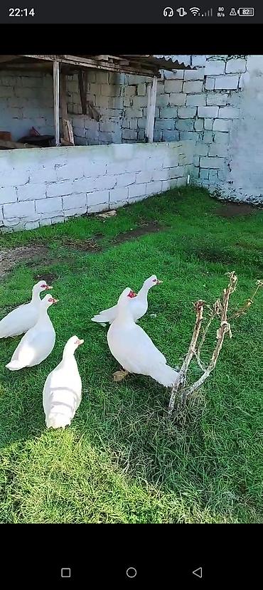 erkek pişik: Ana Lal ördəklər satılır istəyən olsa yazsın videosunu atım baxın real — 8