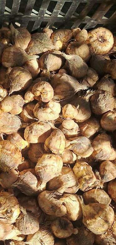 Размещение рекламы: В продаже комнатные цветы и многолетние садовые цветы. 1. Алое вера — 25