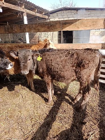 Коровы, быки: Продаю | Бык (самец) | На откорм | Привязанные — 7