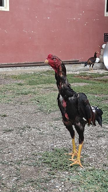 1 azn pişik: Xoruz, il: 1, Ödənişli çatdırılma — 5