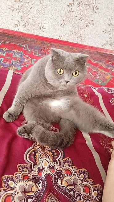 heyvanlar: Maltipoo/poo tipli balaca it balaları - Şirin, yumşaq, qıvrım və ya — 5