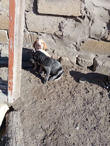 İtlər: Alman qısatüklü ov iti (German Shorthaired Pointer) balaları - Nəsil — 9