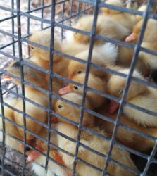 Ördəklər: Ördəklər — 10