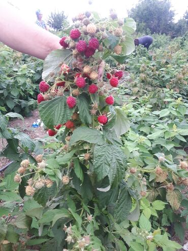 55 elan | EV VƏ BAĞ: Moruq tinqi Çox mehsuldar sortdur,birinci ile 1 hektara 16 ton ikinci