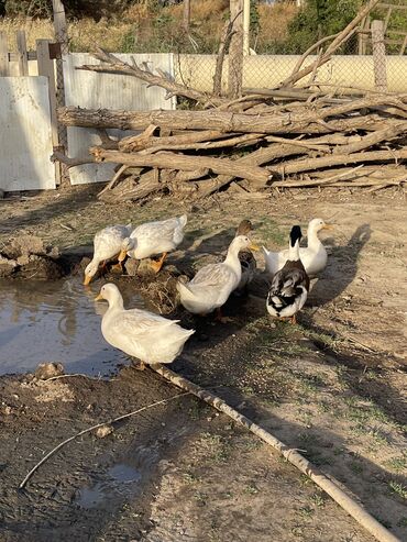 Akvariumlar: Ördəklər satılır ucuz qiymətə Əldə saxlamışam,Bu ilin fərələridi,Hər