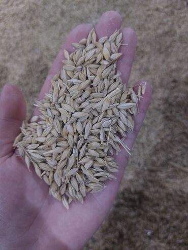 Зерновые культуры: Семена и саженцы Ячменя