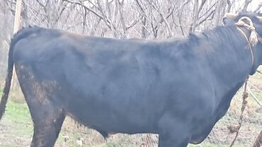 Inəklər, öküzlər: Üç baş ətlik erkək dana satılır təmiz əti 220. 185. 150 . ivanovka — 1
