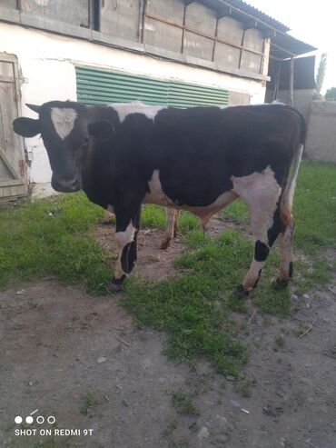 фиолетовая корова pdf: Продаю | Бык (самец) | Айрширская | На откорм, На забой, Для разведения | Искусственник