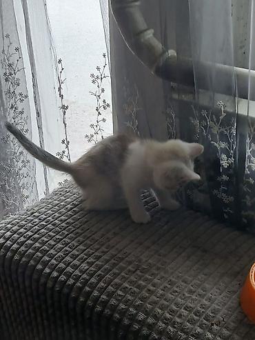 белые котенки: Котята, домашнее потомство. - Порода: беспородные (домашние). - — 2