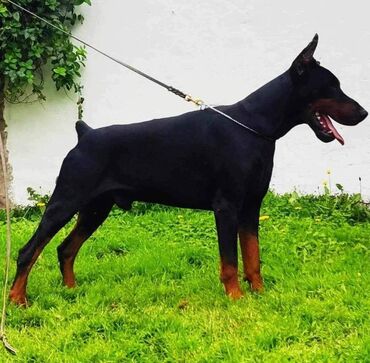 Psi: DOBERMAN stenci, vrhunskog porekla, sa genetskim testovima roditelja — 10
