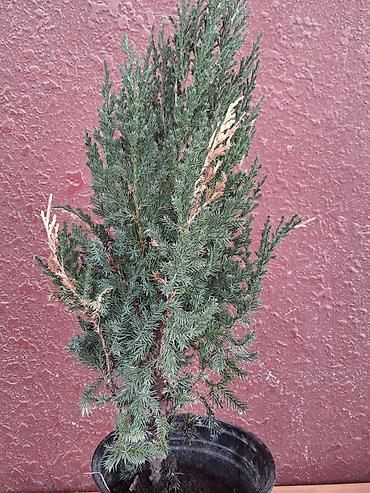 təbii yolka ağacı: Saksıda ardıc (Juniperus) dekorativ iynəyarpaq bitki - Növ: ardıc — 3