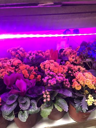 Букеты из живых цветов: Гортензии в декоративных пакетах-кофрах - Композиции из цветущих — 9