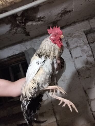 İtlər: Kənd xoruzu Damazlıq 1 yaşdan yuxaridi Tam-sağlam vaksini vurulub