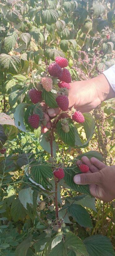 уголь каракече бешсары шабыркуль каражыра доставка бишкек купить: Саженцы полька оптовикам скидка