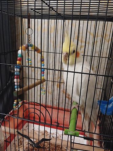 karella quş: Nimfa (cockatiel) papağanı qəfəsi ilə birlikdə.korella — 1