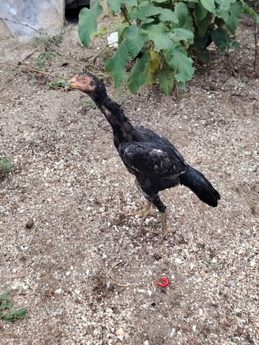 Digər quşlar: Sona qədər oxuyub sonra əlaqə saxlayın. 2 beçədi 2 fərə hərəsinin — 9