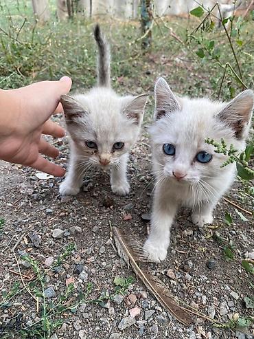 Продажа кошек: Сиамская, 2 месяца, Мальчик, Приучена к лотку — 2