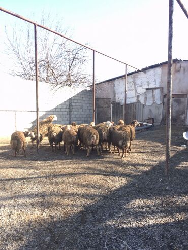 inəklərin satışı: 30 ədəd Erkəy quzular satılır .7-8ayliqdirlar.Diri çəkisisi