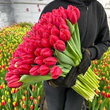 Цветы и букеты: Тюльпаны тепличного выращивания — срезка оптом. - Цвета — 7
